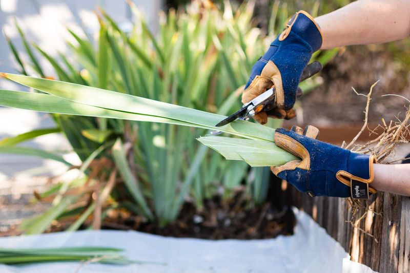 Trim Foliage Only When Dividing Trim Foliage Only When Dividing