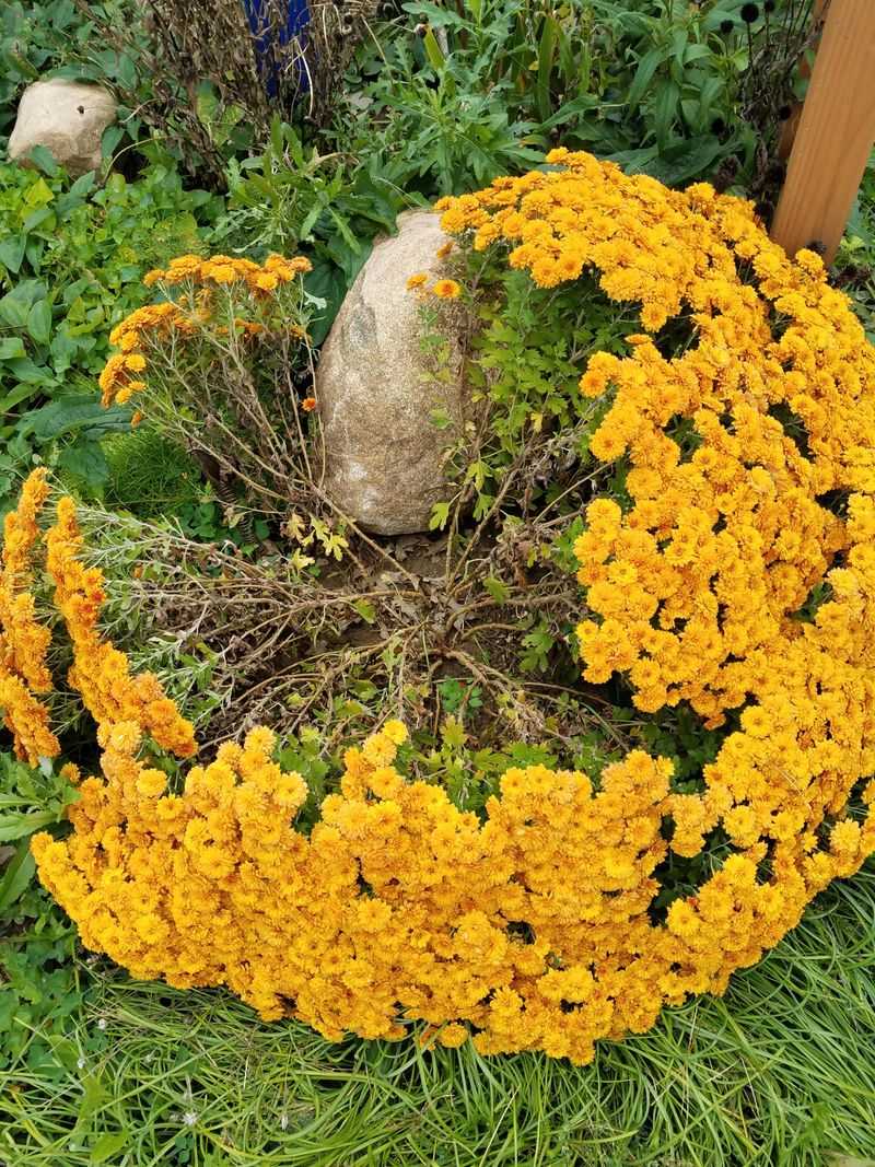 Trim Garden Mums Early So They Bloom Fuller Later Trim Garden Mums Early So They Bloom Fuller Later