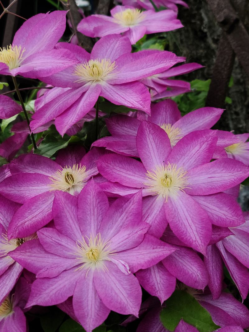 Trim Group 2 Repeat Bloomers After The First Flush Of Flowers