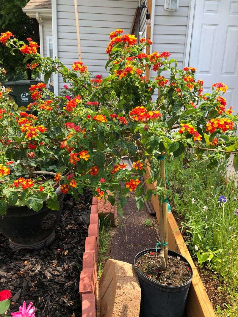 Trim Leggy Stems To Push Fresh Growth