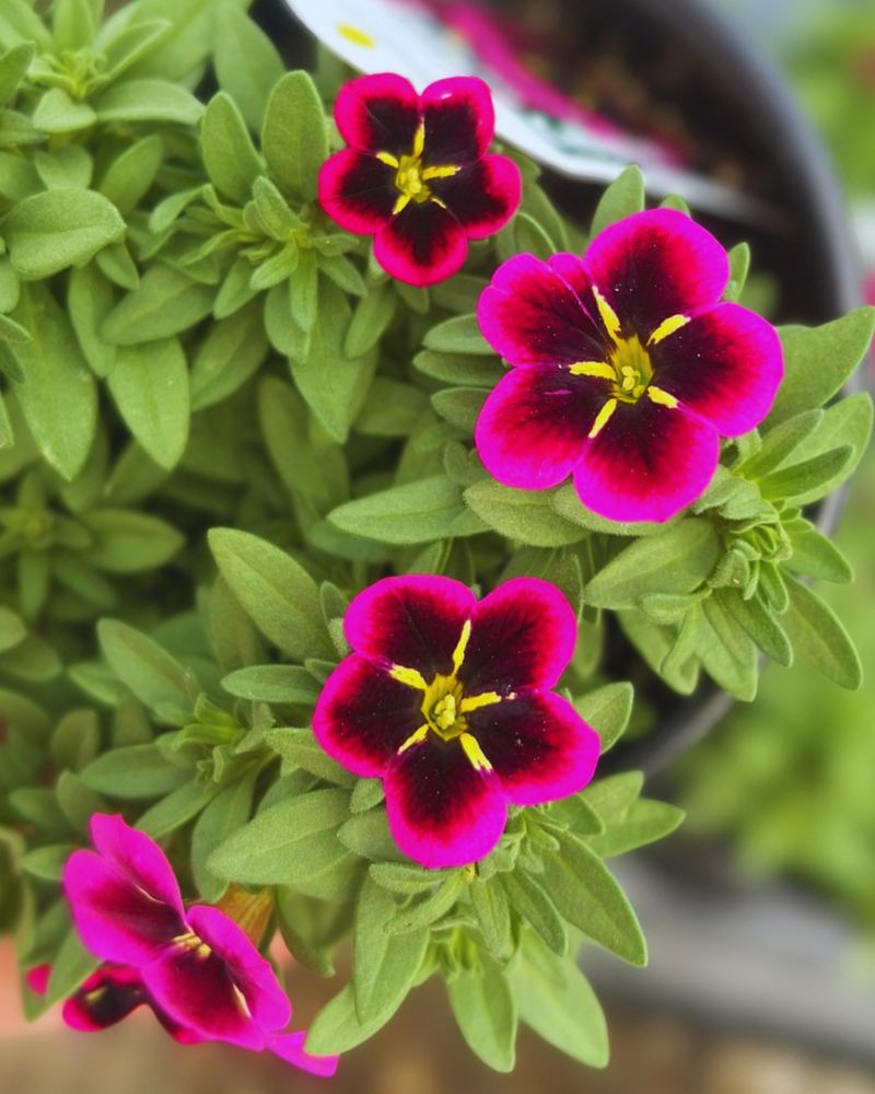 Trim Lightly When Summer Growth Starts Looking Tired