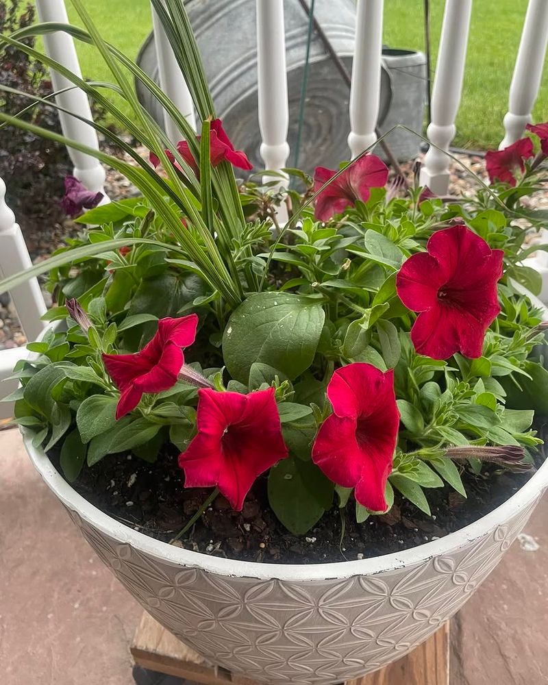 Trim One Section At A Time So The Pot Still Looks Full
