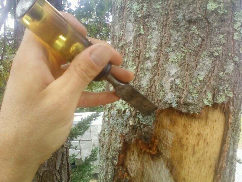 Trim Only Ragged Loose Bark Carefully