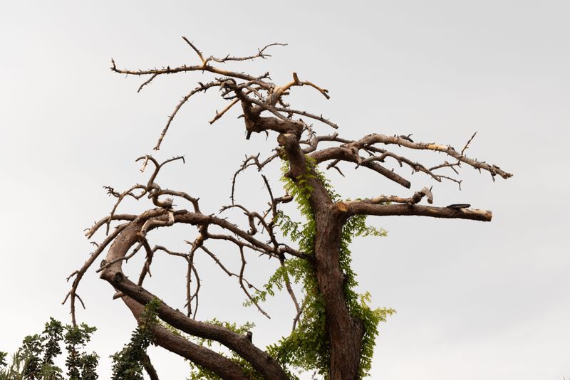 Trim Overhanging Branches Before Wind And Storms Arrive Trim Overhanging Branches Before Wind And Storms Arrive