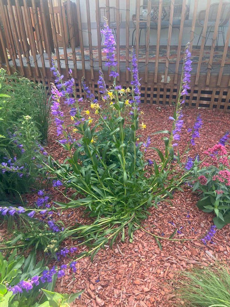 Trim Penstemon Lightly To Encourage More Branching Trim Penstemon Lightly To Encourage More Branching