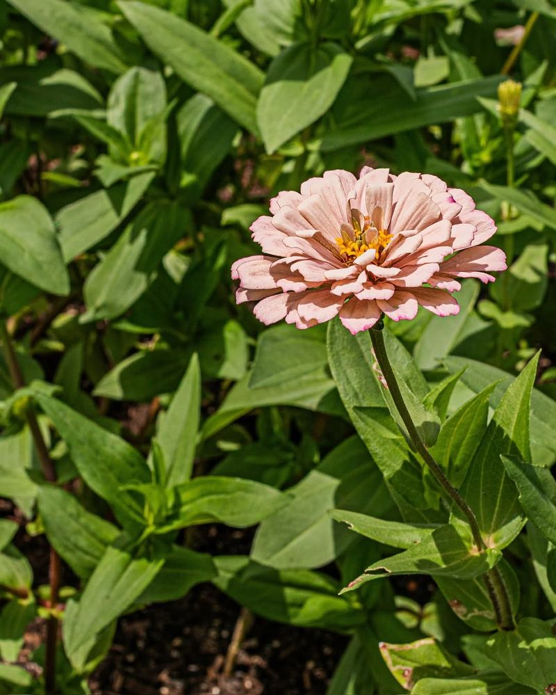 Trim Spent Flowers Before Seed Takes Over Trim Spent Flowers Before Seed Takes Over