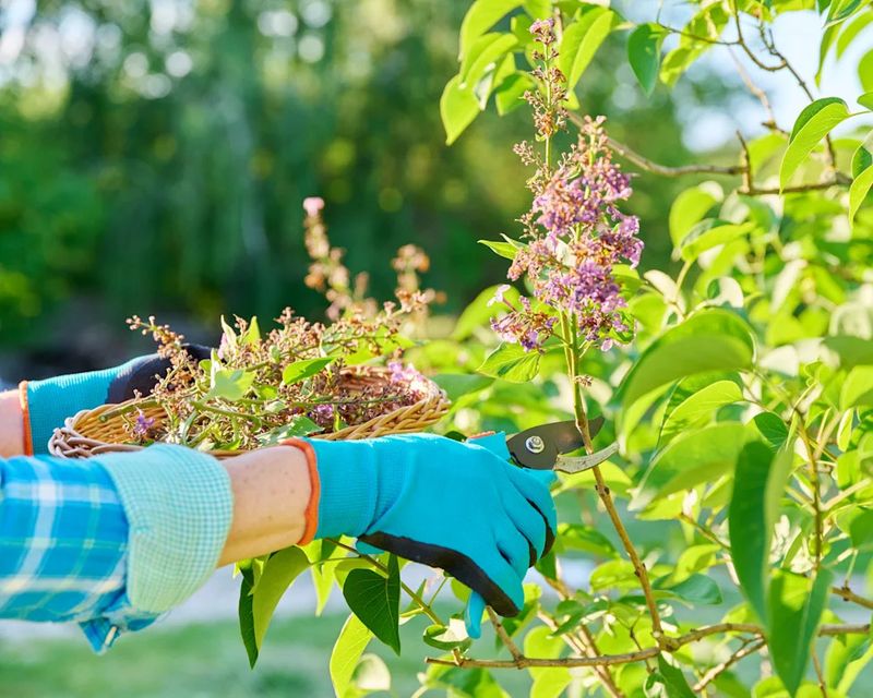 Trim Spent Lilac Blooms Before June Slips Away Trim Spent Lilac Blooms Before June Slips Away