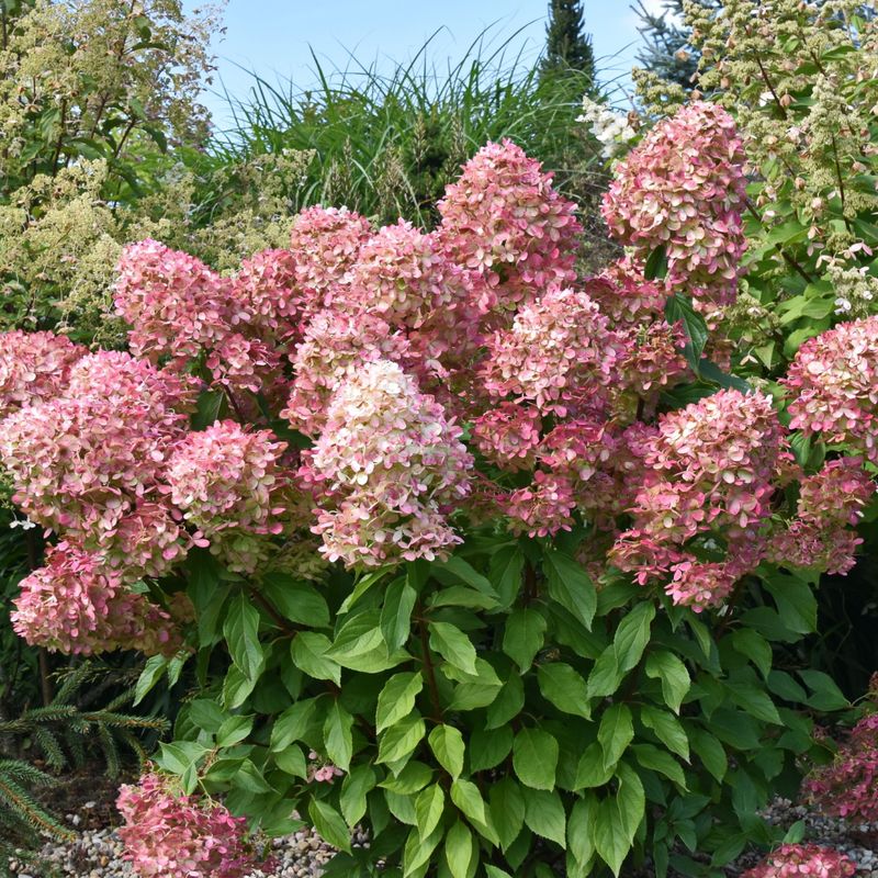 Trim Spent Panicle Blooms Only If Needed Trim Spent Panicle Blooms Only If Needed
