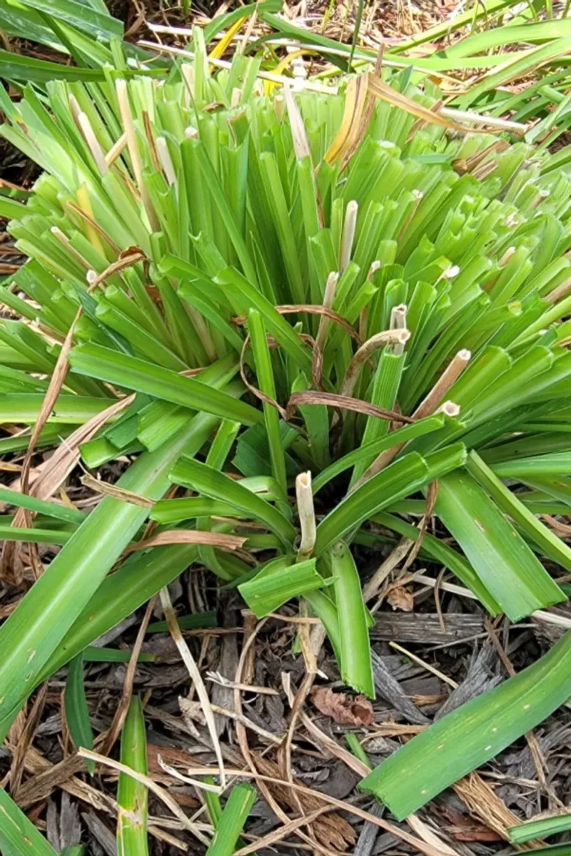 Trimmed Foliage Can Reduce Moisture Stress