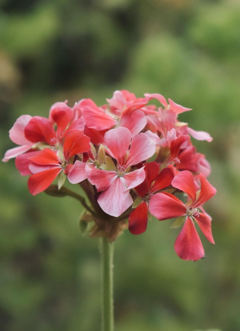 Trimming Faded Flowers Is The Key To More Blooms