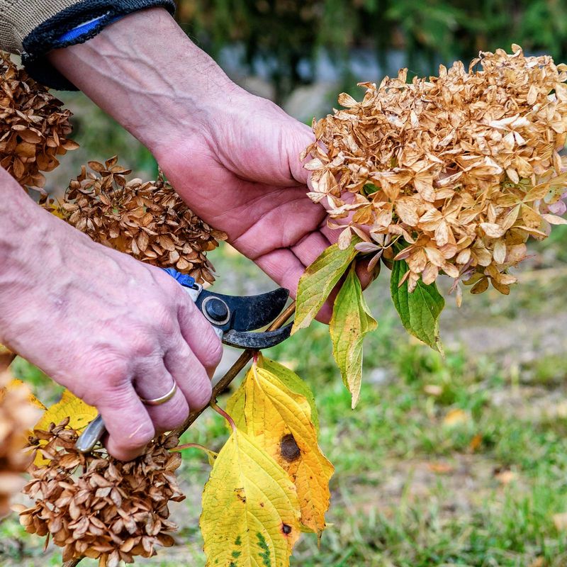 Trimming Spent Flowers Keeps The Shrub Looking Clean
