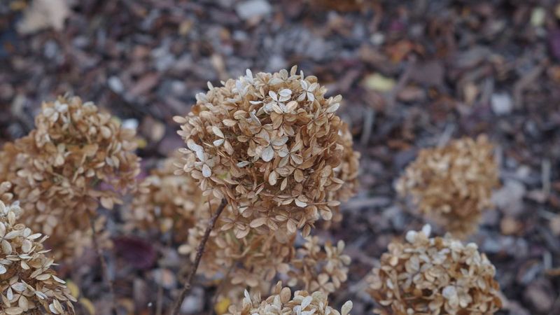 Trimming Too Deep Can Cost Future Flower Buds