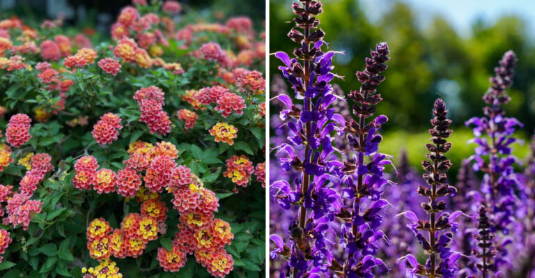 Triple-Digit Heat Has Finally Arrived In Colorado, And Your Garden Needs These Plants