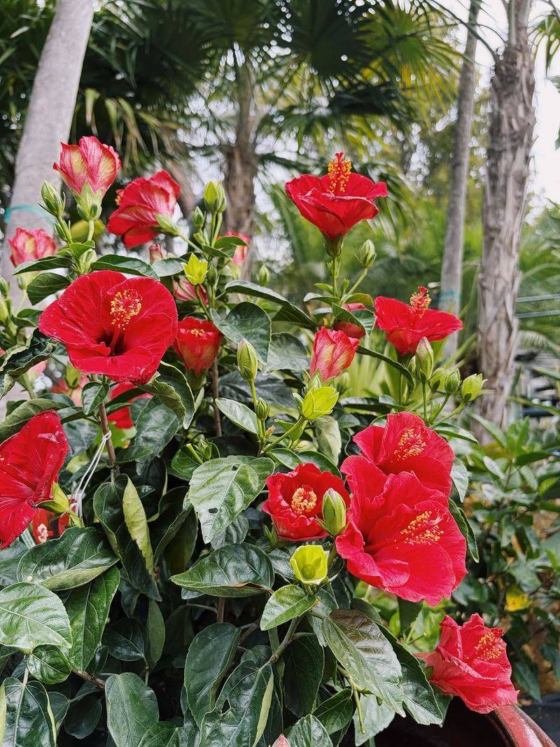 Tropical Hibiscus Powers Through Summer With Proper Water Tropical Hibiscus Powers Through Summer With Proper Water