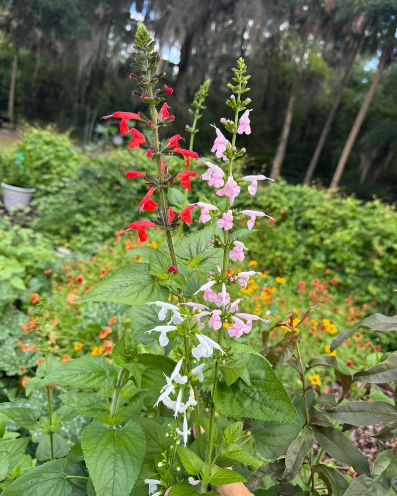 Tropical Sage Brings Color And Nectar To Sunny Gaps Tropical Sage Brings Color And Nectar To Sunny Gaps