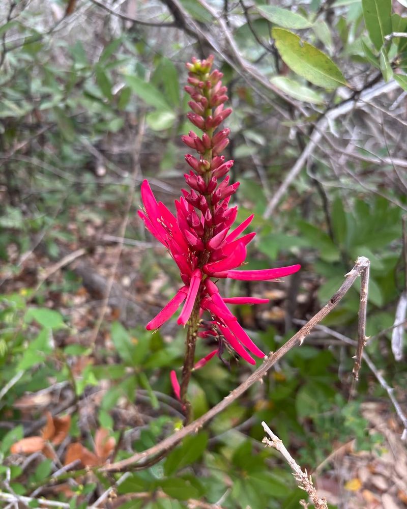 Tropical Sage Brings Color Without A Tangled Thicket
