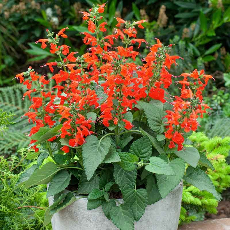 Tropical Sage Brings Native Color To Tidy Containers Tropical Sage Brings Native Color To Tidy Containers