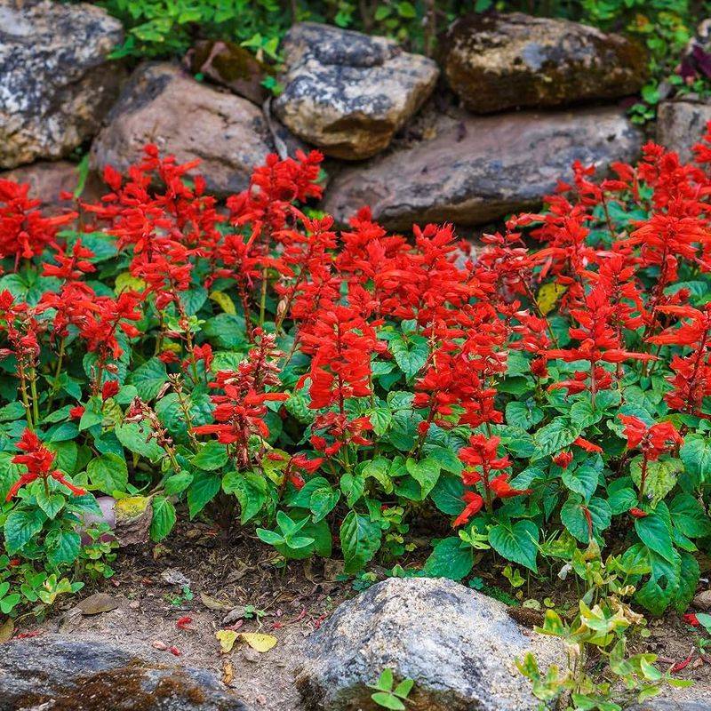 Tropical Sage Gives Annual Beds Color Without Starting Over Each Season