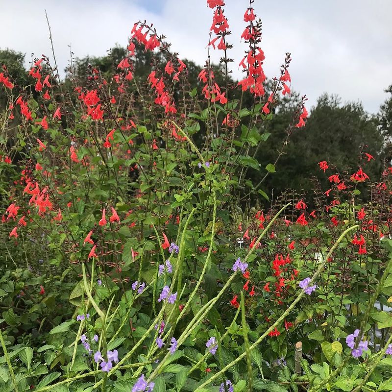 Tropical Sage Pushes Fresh Growth After Heat Tropical Sage Pushes Fresh Growth After Heat