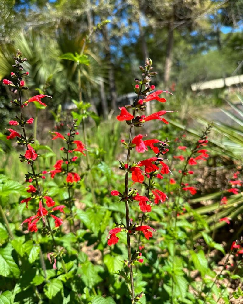 Tropical Sage Reseeds And Fills In After Summer Rain Tropical Sage Reseeds And Fills In After Summer Rain