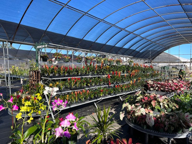 Tropiflora Is A Bromeliad And Air Plant Road Trip