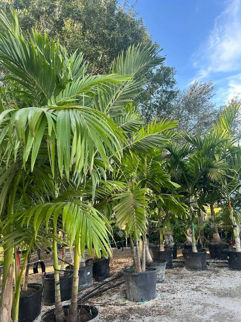 Troy's Tropics Makes Tropical Landscape Shopping Easy