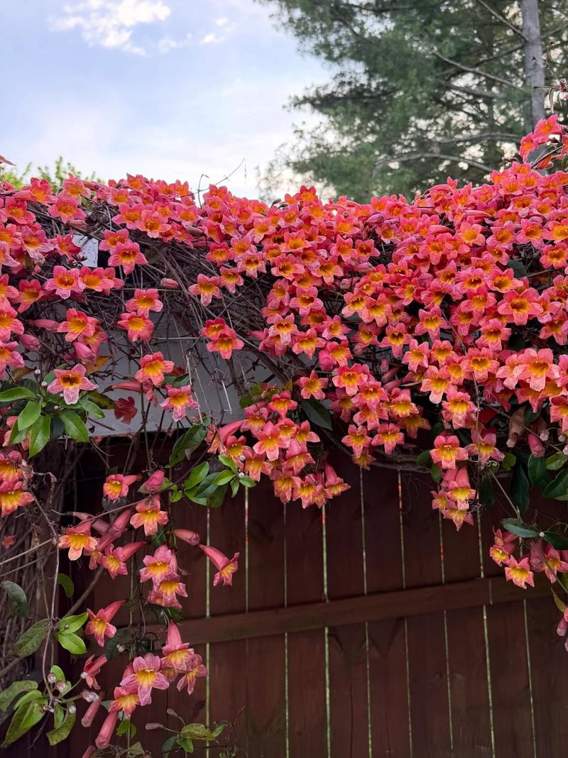 Trumpet Creeper Adds A Nectar Show Trumpet Creeper Adds A Nectar Show
