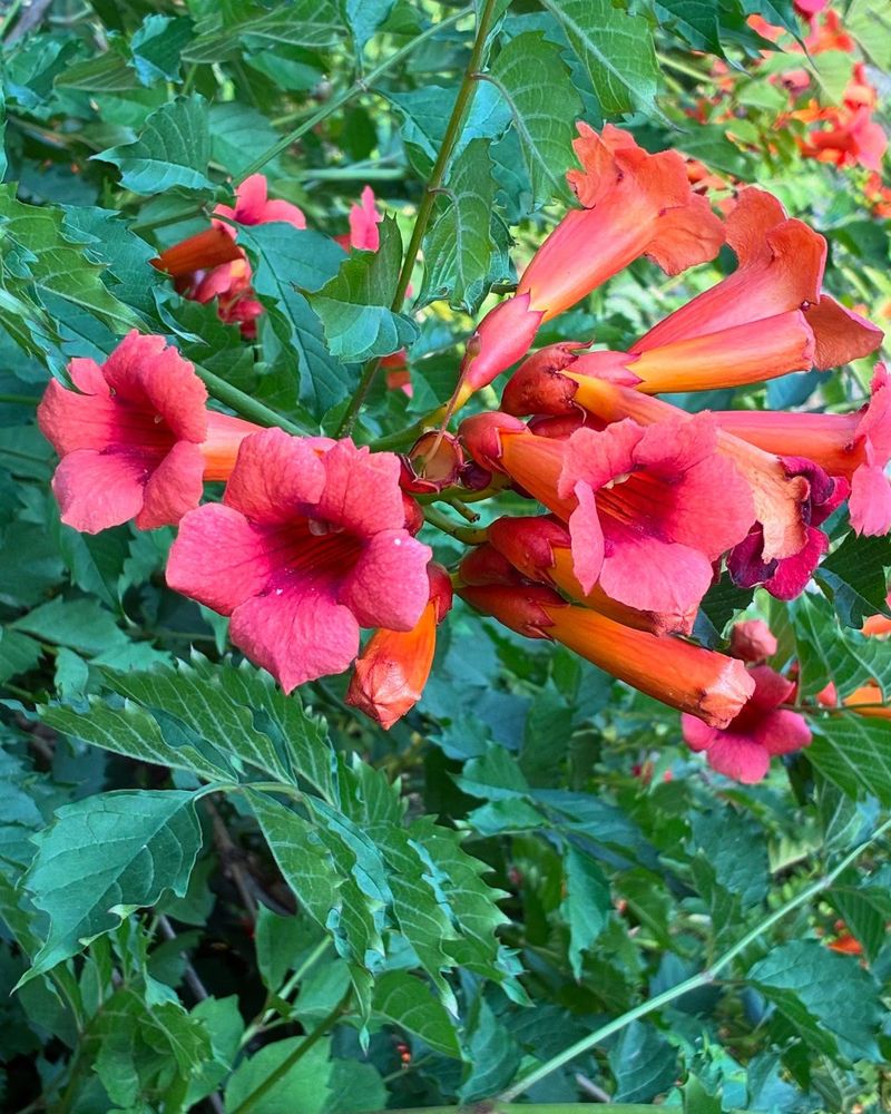 Trumpet Creeper (Campsis Radicans)
