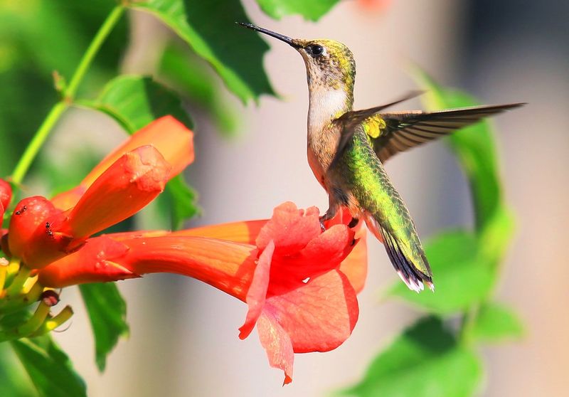 Trumpet Creeper Draws Hummingbirds Throughout Summer
