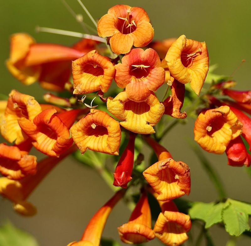 Trumpet Creeper