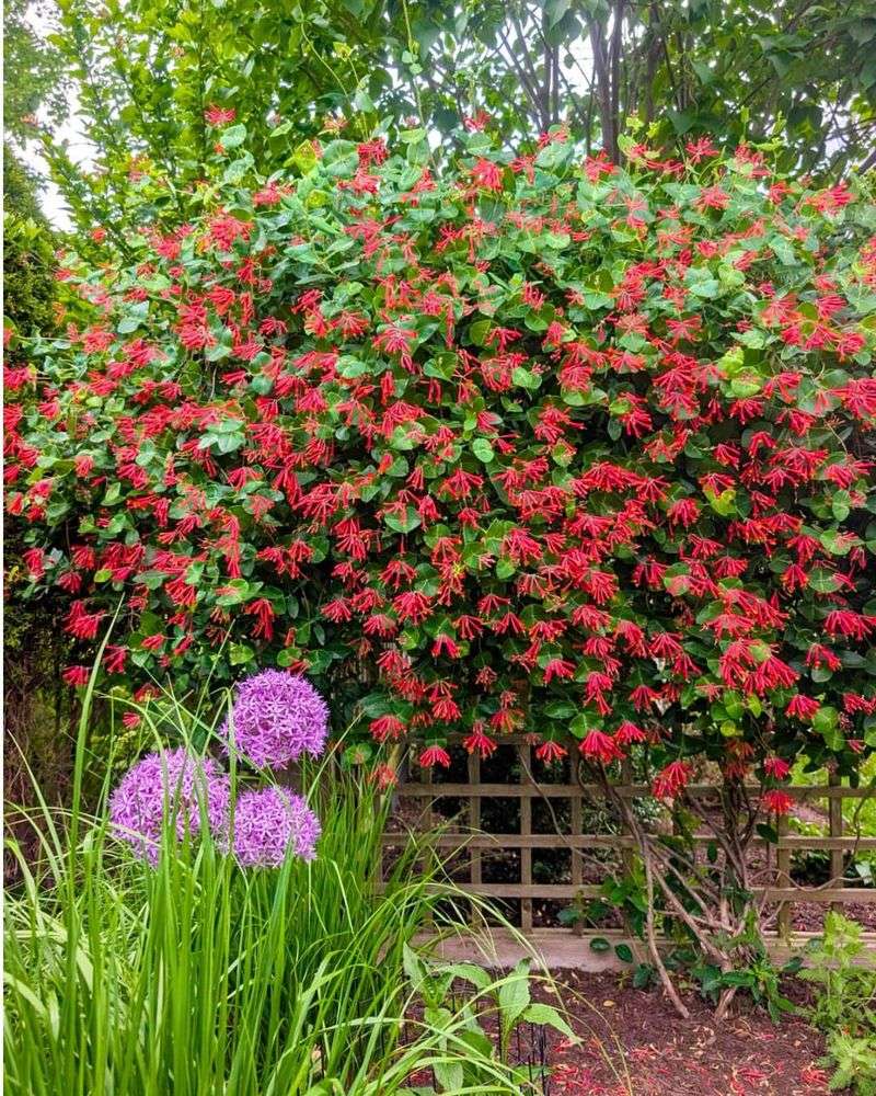 Trumpet Honeysuckle Is A Native Fence Favorite