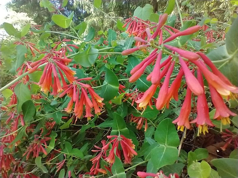 Trumpet Honeysuckle Keeps The Color Coming Back Trumpet Honeysuckle Keeps The Color Coming Back