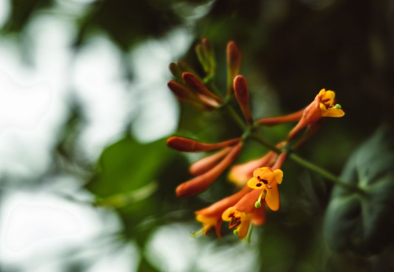 Trumpet Honeysuckle