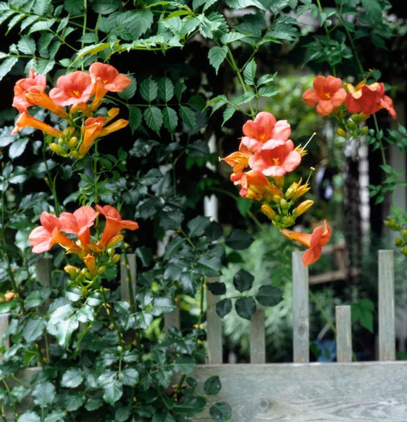 Trumpet Vine Brings Bold Summer Flowers