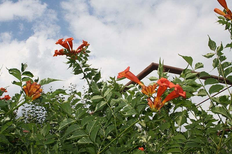 Trumpet Vine Brings Color But Needs Boundaries