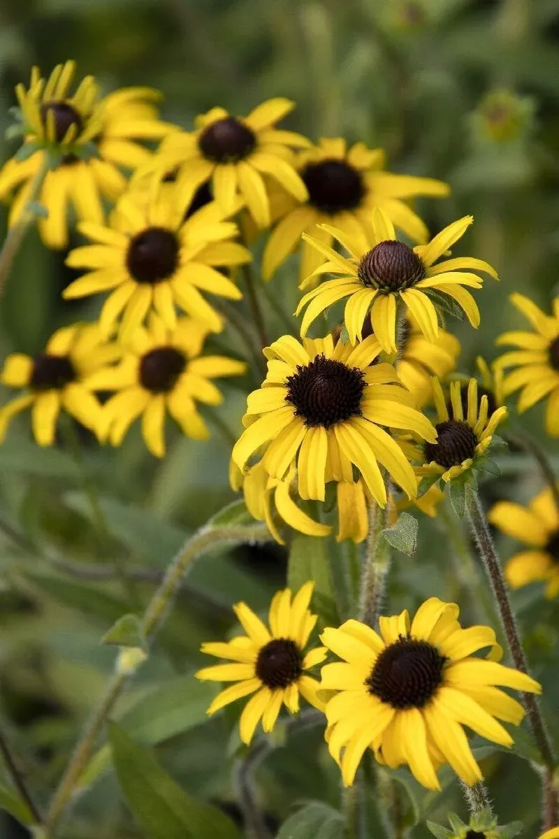 Trust Black-Eyed Susan To Hold Its Shape Trust Black-Eyed Susan To Hold Its Shape