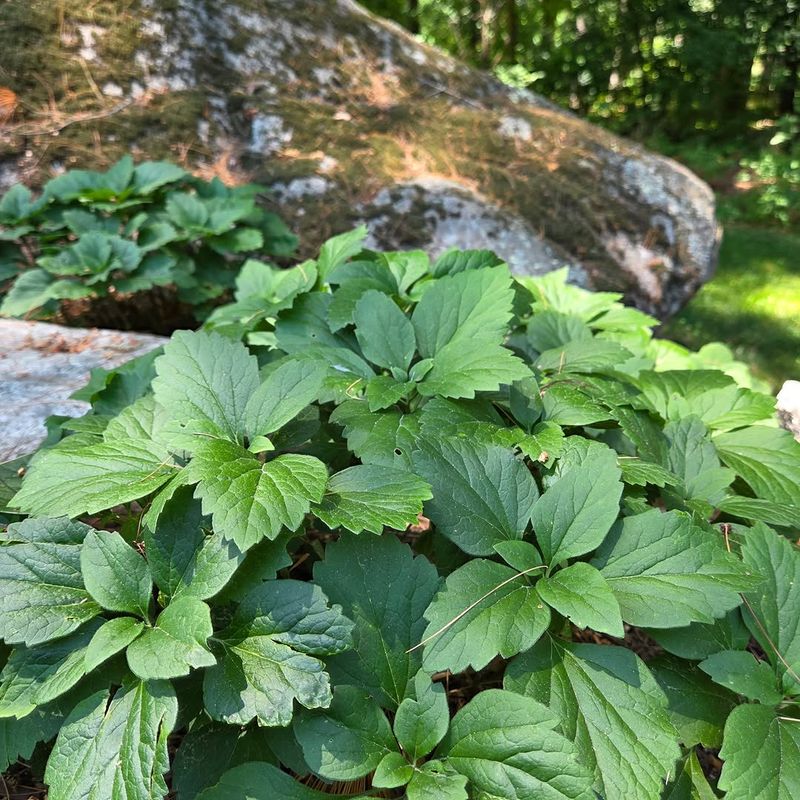 Try Allegheny Spurge In Deep Shade Try Allegheny Spurge In Deep Shade