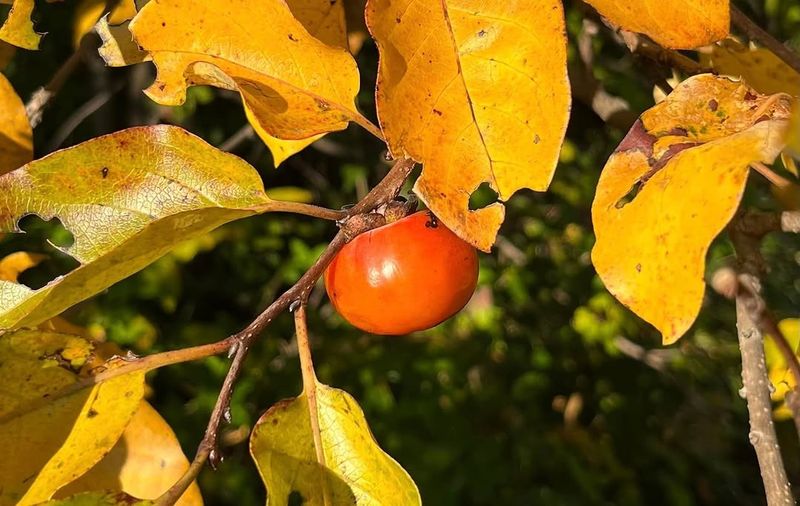 Try American Persimmon For Fall Flavor