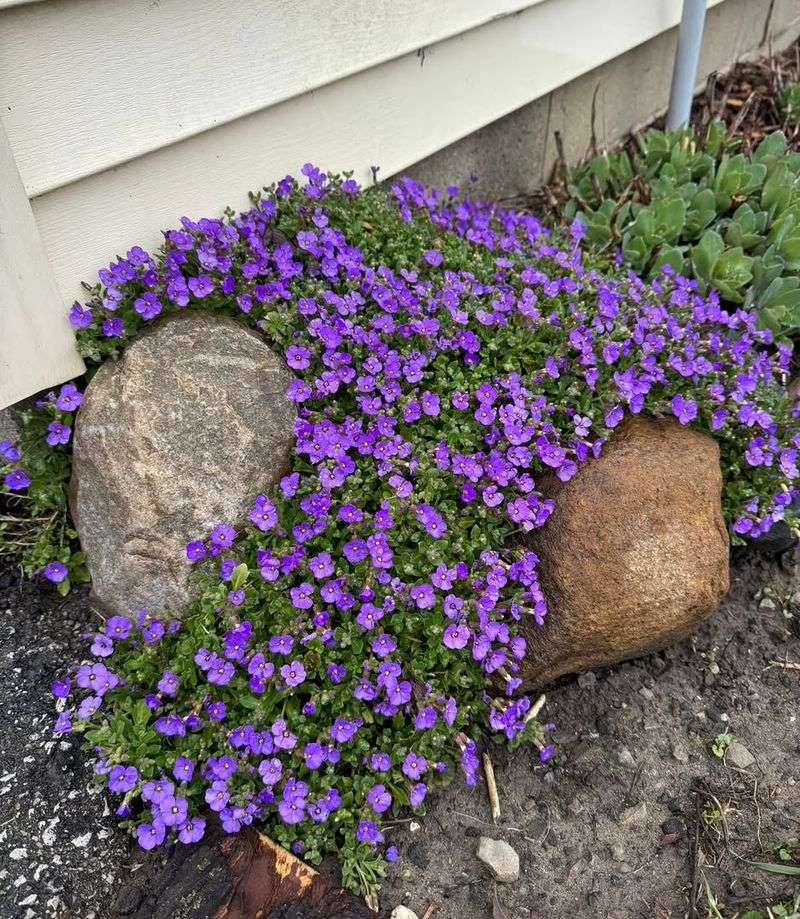 Try Creeping Phlox On Sunny Slopes Try Creeping Phlox On Sunny Slopes