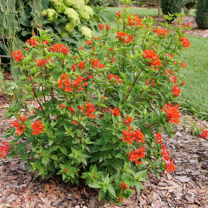 Try Firecracker Plant For Hummingbirds