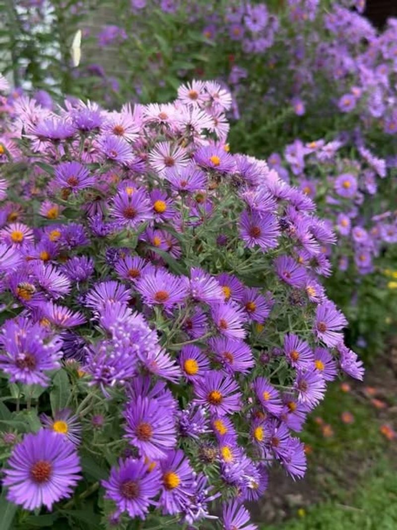 Try Frikart's Aster For Daisy-Like Heat Color