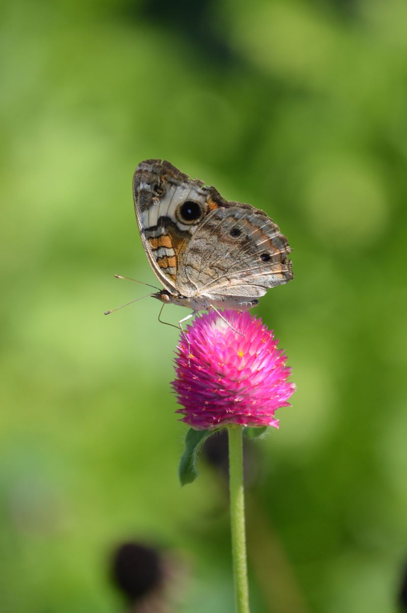 Try Gomphrena For Hot Beds