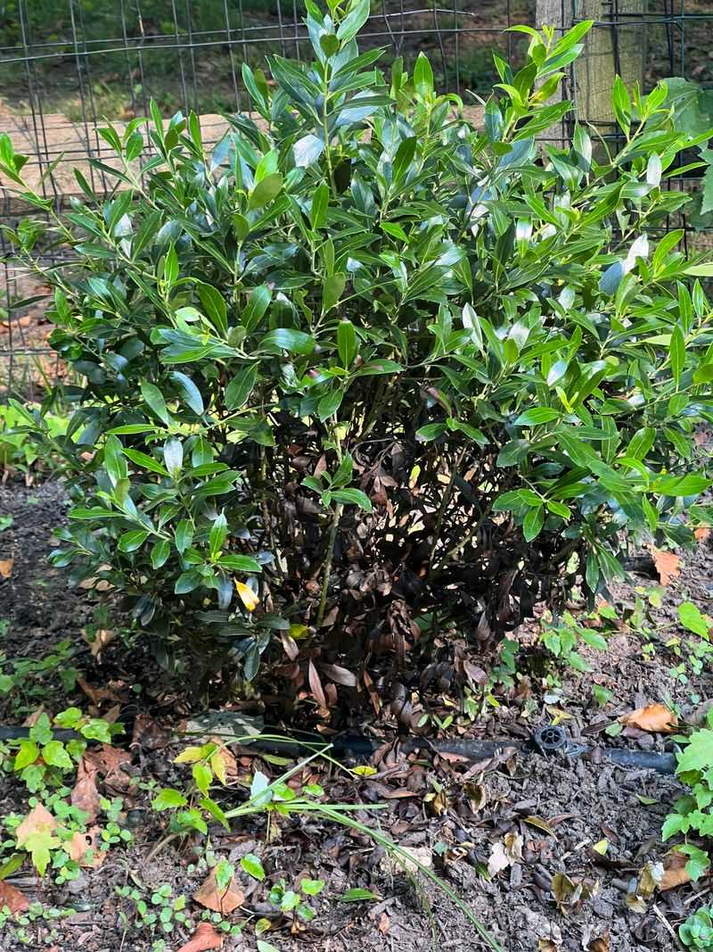 Try Inkberry For Evergreen Structure Try Inkberry For Evergreen Structure