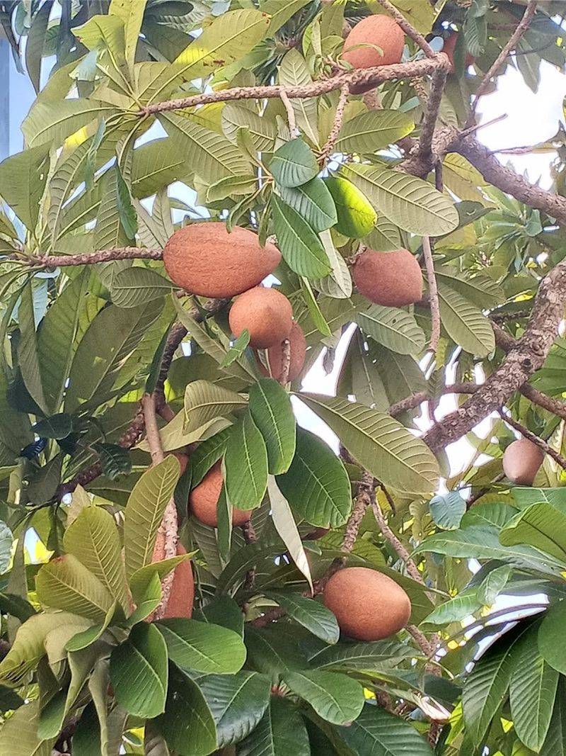 Try Lara Farms For Rare Tropical Fruit Try Lara Farms For Rare Tropical Fruit