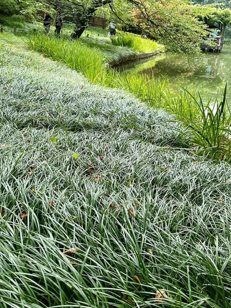 Try Mondo Grass For Clean Low Borders Try Mondo Grass For Clean Low Borders