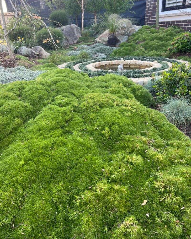 Try Moss In Damp Shade Try Moss In Damp Shade