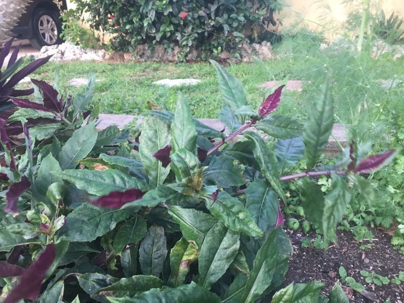 Try Okinawa Spinach In Warm Beds Try Okinawa Spinach In Warm Beds