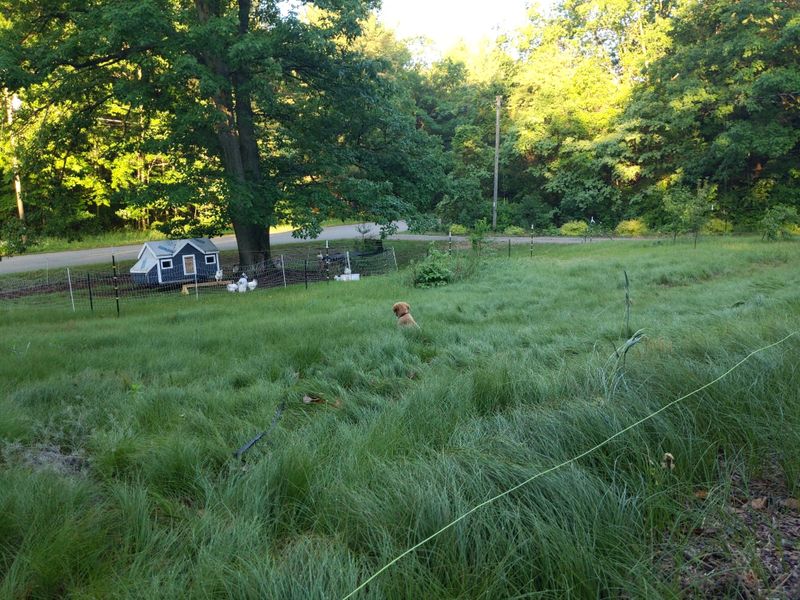 Try Pennsylvania Sedge For Soft Edges Try Pennsylvania Sedge For Soft Edges