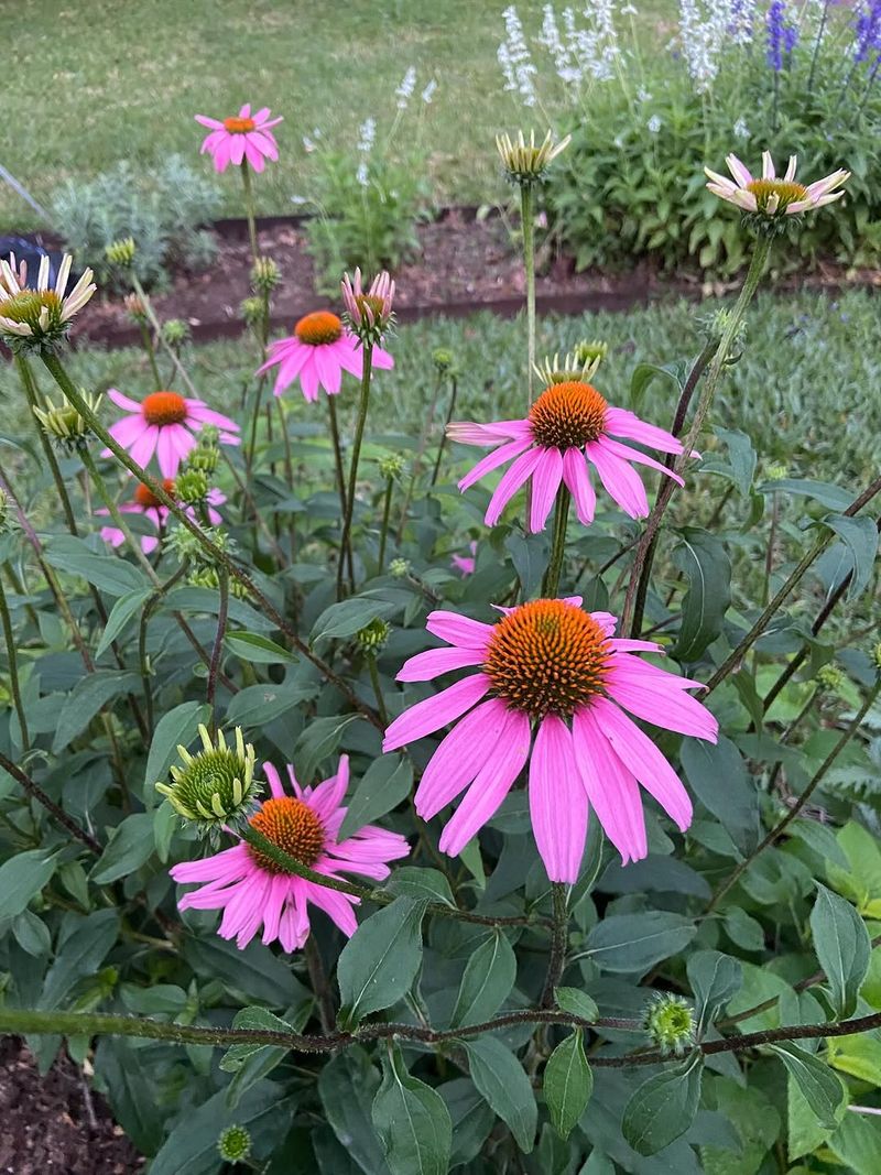 Try Prairie Style Garden Beds Try Prairie Style Garden Beds