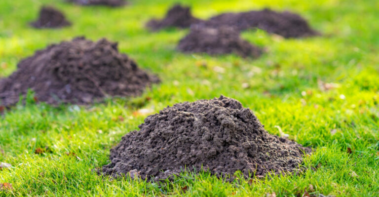Try These 8 Effective Steps To Mole-Proof Your Indiana Lawn The Safe Way